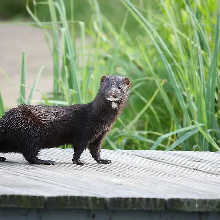 Dąbrowa Pensjonat 3*