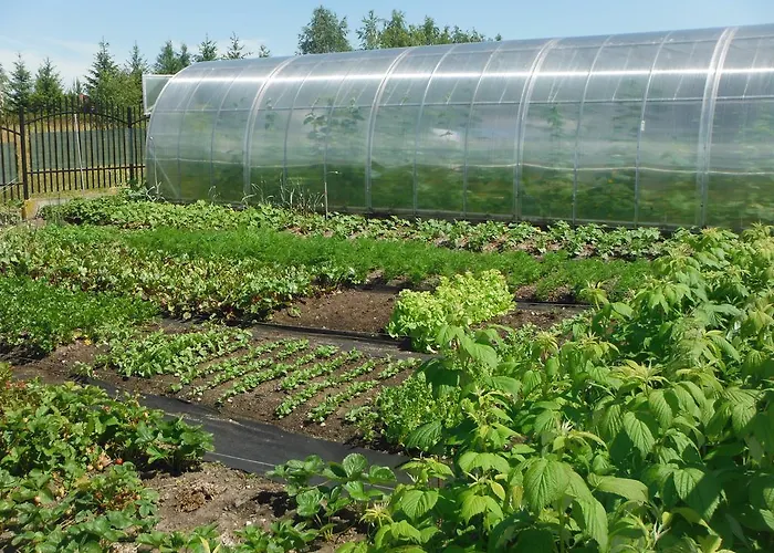 Dabrowa 3* Dabrowno (Ostroda)